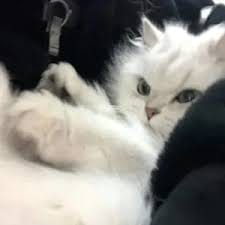 Nguyễn Thành Long avatar